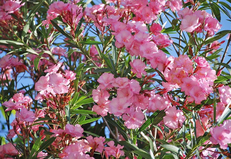 Фото 8